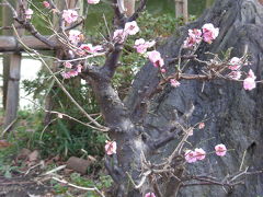 0902亀戸天神～梅まつり