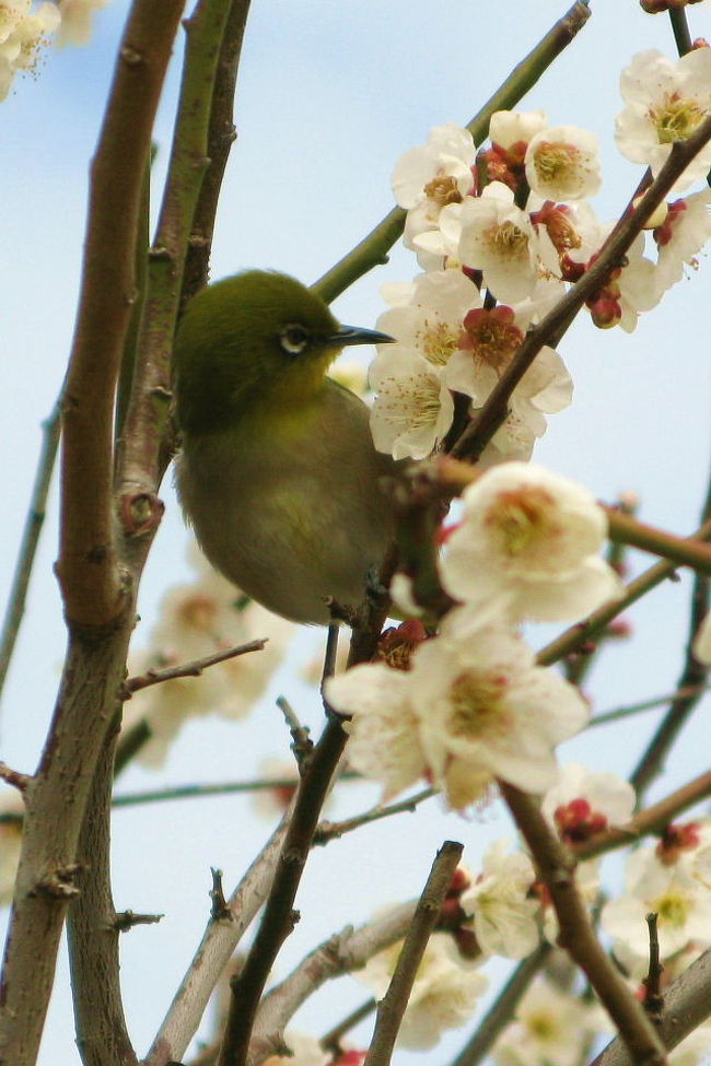 久しぶりにカメラを持って近所に出かけました。<br />越谷市の梅林公園です。<br /><br />紅白桃色の花が8分咲きでしょうか？<br />こじんまりとした公園で、スローな休日を過ごせますよ。<br /><br />http://www.ii-net.jp/kankou/sub_contents/koshigaya_bairinkouen.html<br /><br />http://www.koshigaya-sightseeing.jp/index.html?http://www.koshigaya-sightseeing.jp/spot.html?http://www.koshigaya-sightseeing.jp/hana-1.html