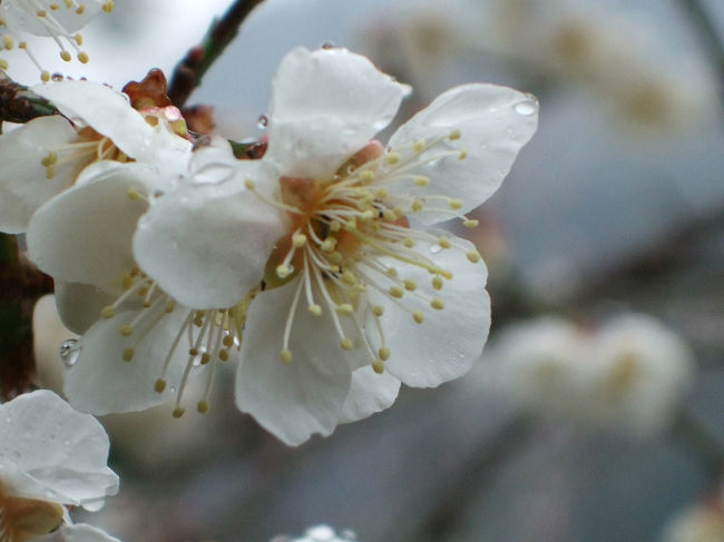 ユートリオ(静岡県富士郡芝川町)に行ってきました。<br />そこの梅が綺麗でしたのでお風呂に入る前後に、雨の中でパチリ。<br /><br />★「ユートリオ」紹介ページ<br />http://www.wbs.ne.jp/bt/shibakawa/sightseeing/u-trio/1.htm