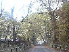 京都　平安神宮～糺の森～下鴨神社～詩仙堂(編集中)