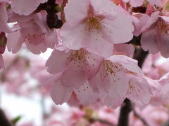 潤井川の河津桜