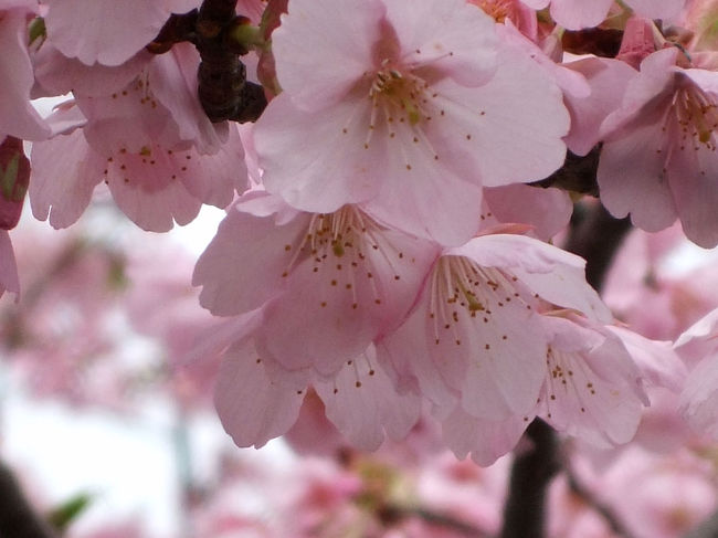 MTBで出掛けたついでに潤井川の河津桜を撮ってきました。<br />花びらが散り始めていて桜吹雪。<br />桜には悪いけれど、その中を走って気持ちよかったです。