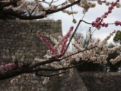 春の香り・梅日和 「大阪城梅林」