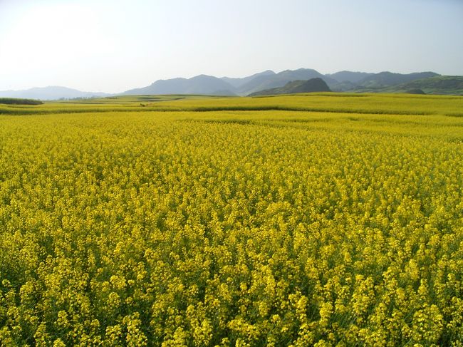 羅平は昆明の近く、バスで簡単に行けるところです。<br />２〜３月に菜の花が咲き、とにかくそれが広大です。<br />バスで高速道路を１時間近く走っても、<br />その間ずっと菜の花畑が続くほど広く、<br />黄色一色の光景が すばらしいです。