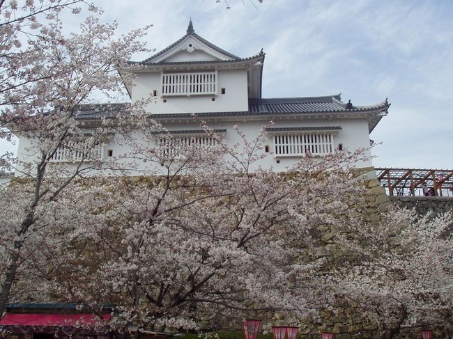 津山城へ桜を見に行ってきました