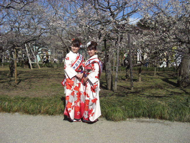 3月2日偕楽園の梅祭りにいきました。<br />天気も快晴風もなく梅は満開できれいでした。
