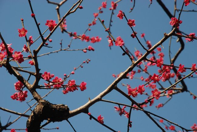 春風に誘われるような陽気に足を延ばして<br />生田緑地にある民家園を訪ねた。<br />岡本太郎の美術館の脇には梅園がある。<br />　<br />　丘陵地帯にある梅園は<br />　紅白の梅が競い合うように<br />　美しく咲いていた。<br />　ひとときの春を楽しんだ。<br />　<br />　