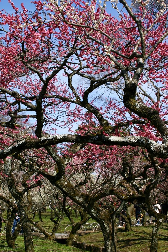 菅原道真公が愛した梅の花。そして　｢北野天満宮」<br /> <br />約2万坪の境内に、50種2000本の梅が咲き誇っています。<br />梅苑に約1000本、境内にも約1000本。<br />梅苑では、所狭しと咲き誇る梅の花に酔いしれ、境内では、神社とのコラボレーションを楽しめる。。。<br />趣の違う梅の花を楽しめ2度美味しい｢北野天満宮｣です。<br /><br />菅原道真公の詠んだ歌<br />「東風（こち）吹かば匂ひおこせよ梅の花　主（あるじ）なしとて春を忘るな」<br /><br />北野天満宮　　http://www.kitanotenmangu.or.jp/<br /><br />