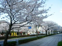 横浜  ： 本牧の桜並木　ただいま満開！（２００８年）