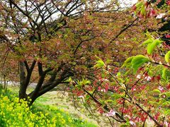 みなみの桜・菜の花まつりの最中に　☆河津桜は葉も出初め