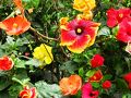 下賀茂熱帯植物園では常夏の花が咲く　☆ハイビスカスの種類も多く