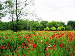 Japan　　小平グリーンロード　小金井公園のポピー　～ミツバチばあやの冒険～