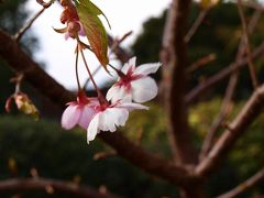 ツアーバスは小室山の椿