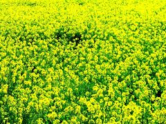 南伊豆の輝き＊一面の菜花畑の中にいて　☆陽を浴びて香りも高く