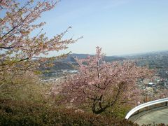 河津桜と菜の花