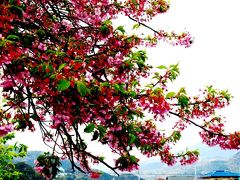 河津桜まつりは早くも終盤に　☆名残の花を求めて海に向かう