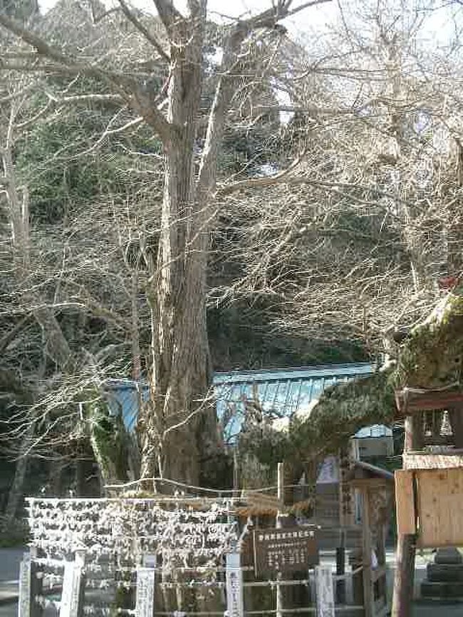 伊奈下神社の大銀杏は県指定の天然記念物。昭和27年に指定されています。高さ20メートル。枝張り22メートルの立派なイチョウです。町の中心にこのような歴史をもつことはすばらしいことです。