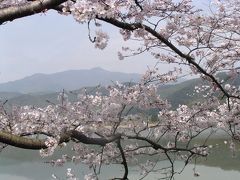 京都桜案内ＮＯ２　