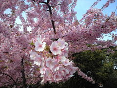 早春の花便り☆河津桜第二弾！？☆