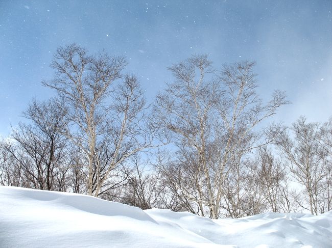 函館→ニセコ→小樽→札幌→旭山動物園を３泊で<br />ツアーバスで廻りました。<br /><br />今年は暖冬との事でしたが<br />マイナスの世界は寒さに弱い私にとっては<br />厳しかったです。<br /><br />函館でロマンチックな気分になったり<br />ニセコの雪に驚いたり<br />小樽の街中で凍結路で転倒したり<br />札幌のウニに感動したり<br />動物園のクラゲやペンギンに癒されたり<br />１人でも楽しい北海道の旅でした。