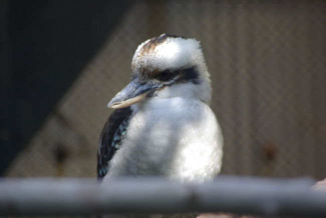 大きな鳥かごの中に、オーストラリアの鳥がいますよ！<br />有名な、ワライカワセミも鳴いてくれたので感動。。。。。<br /><br />http://bird.koshigaya.info/