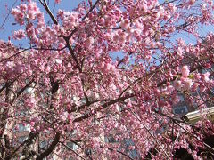 東京の桜・伊豆の桜