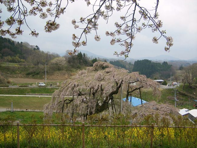 桜の開花予想が早まり、あたふたと<br />予定を変更しながら行ったはものの…