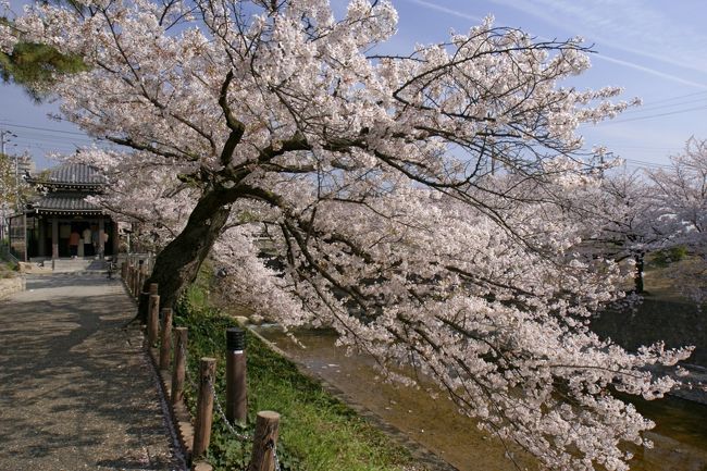 &#10139;四季を通じて楽しむことができる西宮の夙川公園ですが、川の両岸、南北2.8kmに咲く桜並木は見事です。3月下旬〜4月上旬にかけ、ソメイヨシノを中心に約1，660本の桜が一斉に開花します。<br />この日は、夙川公園から王子動物園の桜を観賞した後、運航を開始した神戸空港を見てきました。<br />&#10139;夙川公園の桜<br />http://bit.ly/dceIex<br />&#10139;名所・史跡を訪ねて<br />http://bit.ly/ccwiVN<br />&#10139;オススメ動画「萌ゆる想い」<br />http://bit.ly/bNv0vs