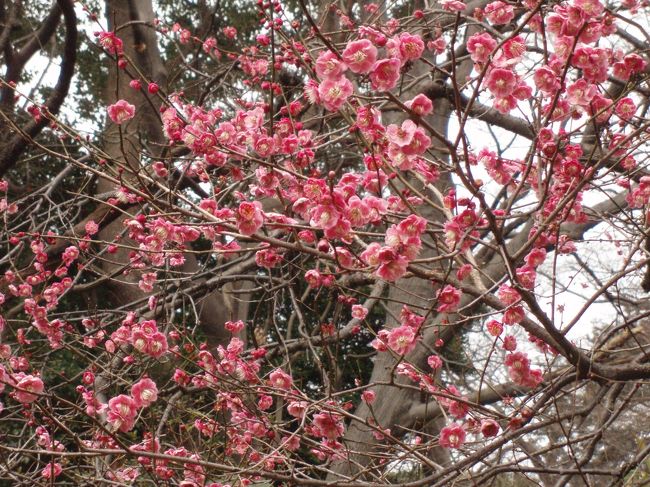 文京区にある六義園（りくぎえん）に梅を見に行ってきました。<br />今度は、シダレザクラやツツジの季節に行ってみたいと思います。<br /><br />駒込駅−六義園−小石川植物園−蓮華寺−白山駅