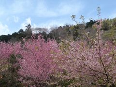 満開！里山のおかめ桜　  《 小田原市  根府川 》