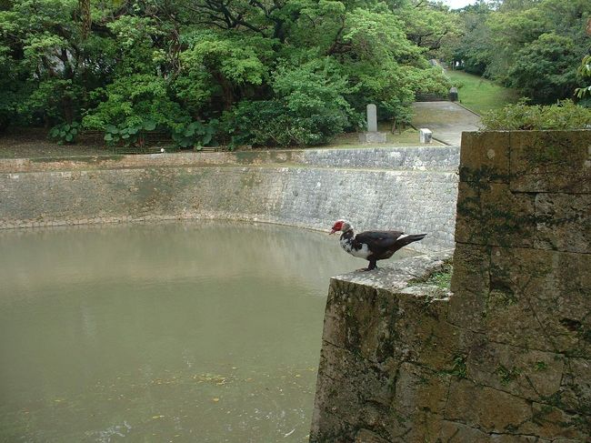 皆さんには、それほど面白くは無い旅行だろうけど、特に、クジラの見つけ方を教えてあげたいと、おせっかいな意図で書いたものです。<br />ですから、写真は掲載しません（期間限定で末尾にありますけどクジラは1枚だけです。加えて、くじらの様をもっと見たい人の為に末尾に民宿・船のオーナーのブログを載せておきます。）って言うか、沖縄のくじらシーズンである1月から3月は梅雨でして、海はかなり荒れることがあり、僕ら夫婦が行った時も、午後からかなりの風雨だったもんで、クルーザーは前後左右斜めとあらゆる方向に30度は揺れて、風雨が激しく吹き込み帽子も吹っ飛ぶありさまでしたから、写真を撮るなんてことは出来なかったのです。でも、とにかく、クジラ、それも大きなザトウクジラが飛び上がり、ドボーンと海面に突っ込む様を何度か、しっかりと目に焼き付けておきました。それに、あの揺れは実に楽しかったです。僕はあの無重力状態と強重力状態が交互に来るのがうれしくてたまらないのです、が、女房は珍しくも黙って、ぐったりとしながらも椅子にしっかりとしがみついていました。<br />そもそも、クジラウオッチングは、女房殿の要求（ご希望）なんですが、初めはアイスランドで計画してたのです。1月に航空代金調べると往復５万円！と安いので計画始めましたが、アイスランドのクジラシーズンは夏で、夏の航空代金が判った時に３倍の１５万円になってました。こりゃいかんと国内で調べると沖縄にクジラが来ることが判ったのです。しかも、アイスランドのクジラはミンクとか小さくって、沖縄のはザトウクジラって大きなのが来るのです。<br />そんな事情で、座間味に来た女房殿は必死ながらも目が良いので、クジラの雄姿をしっかりと眼に焼き付けたって言ってます。よかった、よかった。<br />ところで、アイスランドには冬の安い時にオーロラを見に行きます。<br />なお、僕たちが行った時を挟んでは天気はそれほど荒れず、座間味からのクジラウオッチングはその長時間観察の長所を十二分に発揮できたようです。これちょっと残念でした。今後行く皆さんはもっと幸運の筈です。<br /><br /><br />さて、旅行の計画ですが、クジラ観察を目的とすると、那覇から大きめの船での出港って方法と、座間味に渡り、そこから周辺の海に出かける方法があります。ともに3時間程度で、４～５０００円程度であり、観察エリアへの往復時間を除けば、多分クジラ観察自体は１時間とか２時間で、座間味からの方が観察時間は長いと想定します。僕の場合は、座間味の島の動植物なんぞも見てみたいと、座間味に行くことを選び、座間味の民宿を探していると、ある民宿ではクルーザーでの６時間観察ってあったので、これを選びましたが、費用的には、その時の同乗者人数に依るのですが、一人当たり１万円から１．５万円と思えます。<br />ところで沖縄への飛行機代金ですが、ANAの旅割としたのですが、現地フリーツアーで、例えば、２泊５日とかを選択する方が安いと思えます。座間味への船ですが、クイーン座間味だと往復６千円弱ですが、これも、沖縄の泊港からの民宿込フリーツアーがあるのでは？と想定します。<br />僕の場合は、そこまで細かく計画しなかったのでちょっと高めになってしまいました。駄目ですねえ。なお、内地からのくじらウオッチング主体のツアーもあり、これはかなり経済的ですが、ウオッチングは限定的かとも？。<br />で、今回の2人分費用としては、航空費、那覇ホテル（朝夕食共）2泊、船クイーン座間味、座間味民宿2泊（朝夕食共）、クジラウオッチング、昼食費5日分、都内、那覇市内交通費などなどで、総計170,000円程度でした。なお、ホテルと民宿の食事は沖縄風とか、大阪風（民宿のオヤジさんは大阪出身でした）で、特に民宿のはなかなかのものでした。<br /><br />天候的には梅雨そのもので恵まれたとは言えませんが、那覇市内観光は首里城周辺をゆっくりと楽しく散策し、座間味は、先述のようにクジラウオッチングも出来て、しかも、島内散策も楽しめました。これらをうじうじと書くよりはポイントだけを書いておきます。<br /><br />●那覇首里城<br />①モノレールの首里駅からさほど遠くもなく、街並みを見ながらの楽しい散歩が楽しめる。それに、首里城の外郭の優美な様子が楽しめます。<br />②首里、沖縄を支配していた尚氏の墓、玉陵もなかなか優美な姿です。それに、玉陵内には珍しい植物が育っています。入口近くにはとげとげの木とか、バオバブの木に似た、とっくり棉木なんて木が一番奥に生えています。県木のデイゴ、それに、ガジュマルとかは当然生えてます。そうそう、近年減少中の沖縄松も見られます。植物の玄人さんは必見です。とにかく、素人にも本土と植生が全く違うのが面白いです。<br />③龍たん池にも一見の価値のある木が名札付きで育っています。最近日本でも繁殖が確認されているバリケン（別名フランス鴨　表紙の写真）って鳥が居ついています。それに、沖縄のひよどりは本土とは違い、羽色は美しく鳴き声もきれいです。不思議ですね。それに、バリケンもヒヨドリも人懐っこいです。沖縄らしいと思いました。それと、那覇ではドバトは見かけず、キジバトしか見掛けなかったです。本土のキジバトよりちょっと小振りで目の所がちょっと赤見がかってきれいです。<br />④龍たん池から北上すると、モノレールの儀保駅に行けますが、その途上には花が咲き誇る民家とか、ちんすこう本家新垣菓子店がちんまりと店を開いています。こんなのがいいんだなあ。<br /><br />●座間味<br />①早速ですが、クジラの見つけ方です。<br />で、船からのクジラの見つけ方は簡単です。水平線をずっと裸眼で追うのです。すると、冬に息をふっとした時の息吹が白くなります。あのような感じの霞がかすかに小さく、あたかも目の錯覚のように視覚のどこかに現れます。そこで「あっ！居た！」と言えば、船長はその方向に船を向けてくれます。簡単でしょ？<br />実は座間味への往復の船上でも、天気さえ良ければ、この方法でクジラを楽しめるらしいです。試してください。<br />クジラ展望台からクジラを探すのも楽しいものです。ここでは双眼鏡が必需品です。(人によっては双眼鏡もいらないらしいです。うちの女房殿は、肉眼で僕が双眼鏡で見てるのと同じようにみえるらしいです。こ・・・こわいです。でも第二次大戦のエース坂井三郎は、昼間でも星が見えたらしいから、それには負けるだろう！えっ？坂井三郎って誰かって？エースって何かって？もういいです。）<br />通常はクジラ展望台には監視人が居るので、クジラの居る場所辺りを教えてくれます。そこで、双眼鏡をゆっくりと移動させながら、冬の息吹を探すのです。クジラを見つけ、そこをじっと見ていると、クジラが飛び出すのです。なぜか楽しくて時間が過ぎるのを忘れてしまうのです。<br />②3月初旬だと、山の桜は終わりに近いのですが、それでも桜を楽しめます。また、山いちご、やまももも楽しめます。山道にはイモリが歩いていますが、動きの遅いイモリ君はあちこちで車に轢かれています。可哀そうですね。<br />座間味では、一見松に似たモクマオウって木（針葉樹ですらない木で、帰ってから枝葉を専門家に見せて教えてもらいました。専門家って凄いです）や沖縄松も極く普通に見られます。ツツジはケラマツツジって帰ってから知りました。いろんな蝶々が美しく飛び回っています。本土とはかなり異なる種のようです。<br />この時期にツバメが飛びまわっています。<br />山の中で「西洋あさがお」を見つけました。西洋あさがおは、繁殖力が凄いですから心配です。<br />ところで、座間味の道路の切り通しを見ると地層が見事に現れています。薄い泥岩の層の重なりが続いているところから、座間味は元々、海底であったと想定できます。って、こんなことも驚きです。<br />③古座間味ビーチは座間味の村から峠を越えた向こうですが、これほど美しい湾にはめったに会えません。それを知らない僕はカメラを持ってゆかなかったのです。後悔しきりです。<br />ただねえ、ビーチの直ぐそばに、ごみ焼却炉が突っ立てます。なんちゅうことするんや！と怒りしきりですが、宝物をわやにする仕業です。ただ不幸中の幸いなことに、溶融炉なんて高度な焼却炉にしたもんで、建設後直ぐに爆発して、以後放置してるらしいです。でも、税金を何十億って無駄にしてますね。とほほほ。<br />④クルーザーでクジラ探しに行く時は、上も下も防水着を準備しましょう。僕達夫婦が座間味に着いた時、既にクルーザーが待機してましたが、同乗するクジラ熟練者達は完全装備の上、な、なんと！ゴム長まで履いてました。僕は急いでザックから、たまたま持っていってた装備を出したのですが、民宿のオヤジさんが必要だとは言ってなかったもので、危ないとこでした。でも、靴はもう無茶苦茶にぬれました。<br />ってことで、旅行にはいつも持ってゆく、上下雨具と大型双眼鏡が、これ以上は期待できないってほど役に立った旅でした。めでたしめでたし。<br /><br />ってなことで、クジラウオッチングの報告とします。<br />ところで、帰ってから千葉の新川（田沼意次が印旛沼干拓に掘った川です）を散歩していると、道の駅そばでバリケンが一羽泳いでいました。おいおい！沖縄から来たのか？って聞いたのですが無視されました。<br />それと女房殿が古座間味湾の砂を持って帰ったのですが、オカヤドカリが一匹まぎれ込んでいまして、今は我が家の虫かごで暮らしています。彼の始末をどうするかが課題です。<br />朗報です。娘が沖縄に行くことになって、オカヤドカリ君を連れて行きました。我が家に居る間にポップコーンやリンゴの切れ端、海藻なんぞでかなり体が大きくなって殻の中に入り切れなくなりましたが、沖縄の海岸で新しい貝殻を見つけるでしょう。天然記念物らしいので、僕もほっとしてます。よかった、よかった。<br />娘からの報告では、水族館の近くの人口砂浜に彼を置いたら、後ろずさりながら逃げてったってことです。元気に戻れたようで、いよいよ良かったです。<br /><br />