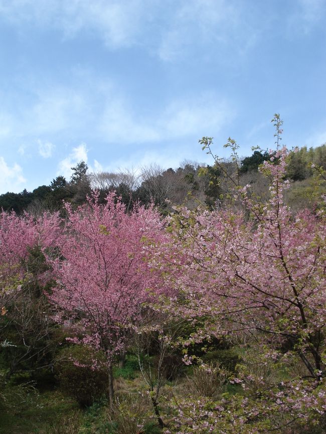 根府川ってどこ?<br /><br />突然おかめ桜が見たいと言い出した母がどこで聞きつけた<br /><br />のかそこの桜が見頃らしい。調べてみると東京方面から<br /><br />小田原の先2つ目。うちからそれほど遠くはない。<br /><br />しかしここで大きな問題 【根府川駅下車 徒歩25分】<br /><br />自然が見たいというわりに歩くのが嫌いな母が25分も<br /><br />歩く訳がない。私自身そこまでして見に行く価値があるのか?<br /><br />とイマイチ気乗りがせず「止めよう」と当然のごとく返事<br /><br />が返ってくると思っていたが…<br /><br /><br /><br />