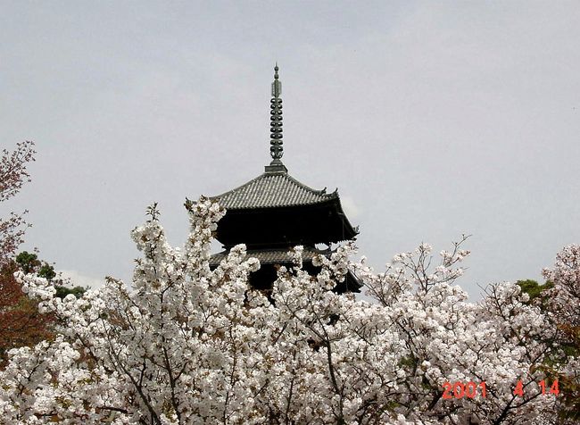 &#10139;京都には多くの桜の名所がありますが、世界遺産、仁和寺では、京都の花見のクライマックスを飾るに相応しい、見事な遅咲きの御室桜を見ることができます。<br />&#10139;御室桜・五重塔<br />http://bit.ly/9SmRZT<br />&#10139;名所・史跡を訪ねて（フォト、マップ、スライド） <br />http://bit.ly/cofYMY