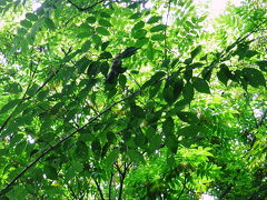 ドラ旅でお得に四国旅　?　【 野鳥の楽園！紫雲出山と銭形平次だ！琴弾公園 】