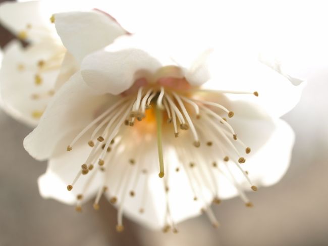 ちょっと早いかなと思いながらも、3月上旬同慶寺へ梅を見に行ってきました。梅の名所として、栃木県では足利市の西渓園が有名ですがこの同慶寺の梅林も古くから梅の名所として有名です。この日は６〜７分咲きってところでしたがいい匂いが漂っていました（＾◇＾）。本堂の前庭の方が100年を超す古木の梅が30本あり、こちらの方が少し遅咲き。本堂左奥の梅林が早めで、この梅たちは先代の住職が35年程前に植樹したそうです。<br /><br /><br />同慶寺は宇都宮市の東、飛山城址公園の近くにあるお寺です。現在の本堂は平成十六年に再建されたものです。宗派は臨済宗にあたる古刹です。<br /><br /><br />同慶寺は、大同妙哲禅師が開創したと伝えられています。妙哲禅師は黒羽の雲巌寺を開いた仏国国師の高弟です。<br /><br />永仁年間の1293〜1298年に芳賀高俊が飛山城を築きました。その時に子孫繁栄を願って伽藍を現在の同慶寺に建立したと言われています。<br />　<br />永仁六年(1298)に芳賀高俊が亡くなり、同慶寺を菩提寺として定めました。同慶寺は飛山城の一角を支える城としての役割も担っていました。同慶寺から飛山城は直線距離にして1km程ですが、昔からこの2点をつなぐ抜け道が秘密裏に作られているとの噂がありました。<br /><br />繁栄時には七塔伽藍を配した広大な寺院として勢力を持っていましたが、永禄年間に炎上焼失しそして宇都宮氏が勢力を落とし没落していくと共に衰退の道をたどりました。<br /><br />その後、明治十二年(1879)の火災において古くからの寺の記録等も焼失してしまいました。