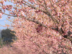 坂戸すみよしの河津桜