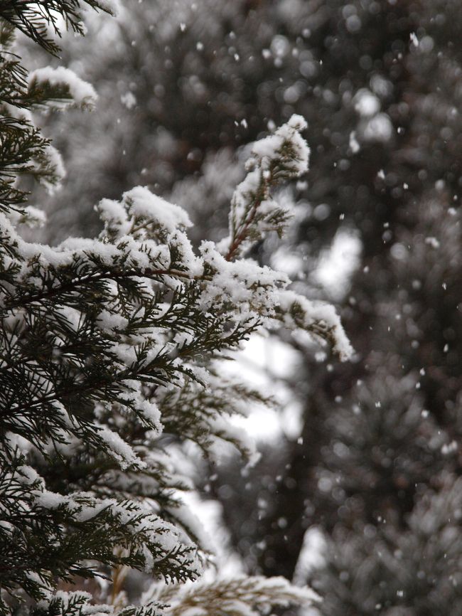 南国が大好きで寒いのが苦手な私ですが・・・雪が降る季節になると雪を見ながらゆっくり温泉につかりたくなるから不思議です。<br /><br />なので今年もまたまた奥飛騨の福地温泉へ行くことに！！<br /><br />で、どうせ中央道を通って行くなら長野で一泊しようと、以前から気になっていた、扉温泉の「明神館」にも宿泊する事にしました。<br /><br />でも････今回の旅行は本当は2月に予約をしていたのですが、旅行前日にインフルエンザが発症！！やむなく2月は宿をキャンセルして3月にリベンジしたのでした。<br /><br />だから雪があるか心配だったんだぁ〜。<br /><br />