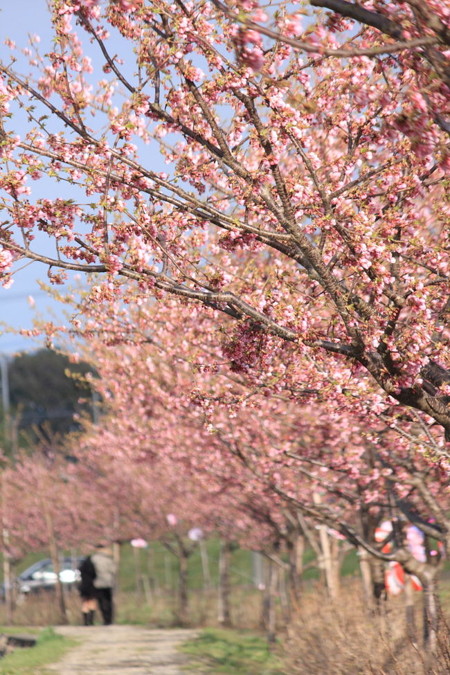 坂戸にも河津桜を見られるスポットがあり、ちょうど見頃ということで、いってまいりました。今日は、朝っぱらから雨！到着する頃には晴れることを願って、レッツラゴー！<br /><br />●オフィシャルサイトはこちら<br />http://www.sakadokankou.com/special/kawazu_2009/index.html<br /><br />●地図はこちら<br />http://maps.google.co.jp/maps/ms?ie=UTF8&amp;hl=ja&amp;msa=0&amp;msid=118327137333806382304.00045670c42e3c285e24a&amp;ll=35.975697,139.430765&amp;spn=0.001765,0.002688&amp;z=19<br /><br />