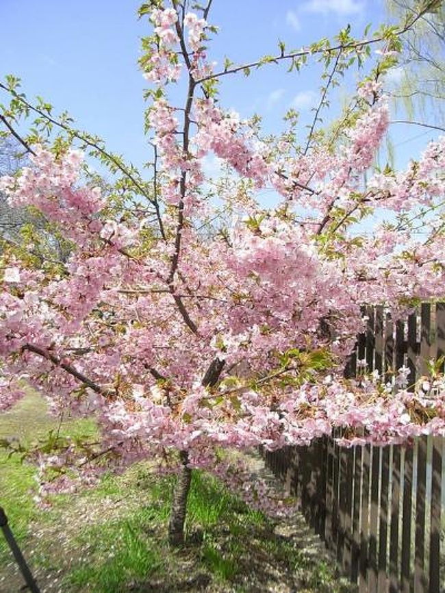 今年は桜の開花も早そうだし、花見はどこに行こうかな〜なんて<br />考えはじめる時期になりましたね〜（＾＾）<br /><br />そんな時、新聞を読んでいたら綺麗なピンクの桜が紹介されていたのです！<br /><br />えぇー、もう京都で桜咲いたん？と記事を読んでみたら<br />伏見区の淀新町で住民の方々が植えた河津桜が見頃とありました。<br /><br />河津桜は前から見に行きたいなぁ〜と思っていたけど、<br />本家の河津は遠くてなかなか行けない。。。<br />でも淀ならウチからも近いから行ってみよ〜と詳しいことを検索したら<br />JOECOOLさんの旅行記が引っかかったー（＠＠）びっくり！<br />さすがJOECOOLさん、すでに足を運んでいたのですね〜ってことで<br />旅行記を拝見して、アドバイスを頂き行って参りました（＾＾）