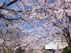 密蔵院の安行寒桜2009