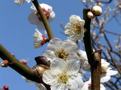 三嶋大社の河津桜・寒緋桜・紅白梅　境内で骨董市が開かれていました