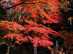 2008年 秋 ラスト紅葉?　～犬山寂光院～