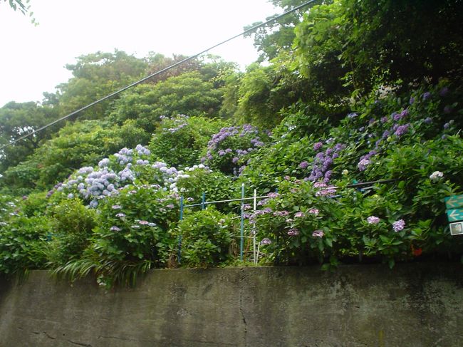 極楽寺の紫陽花を見に行く