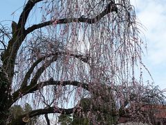 コマちゃん探して千里も一里　伊勢原比々多神社編