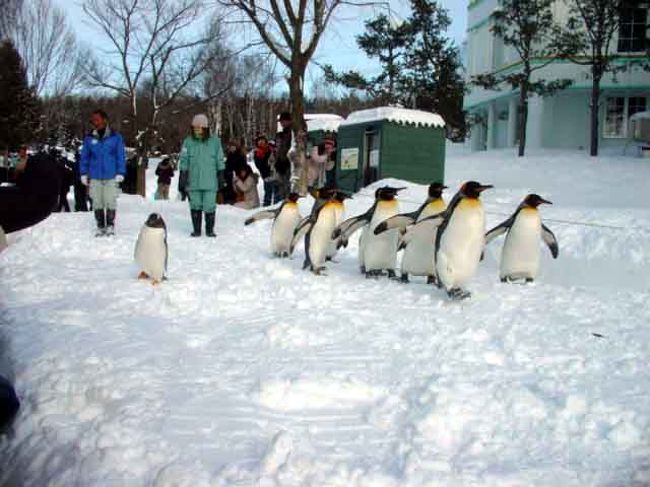 冬季限定のキングペンギンのお散歩を観に旭山動物園へ。<br />間近でペンギンを観れて凄く癒されてきました。
