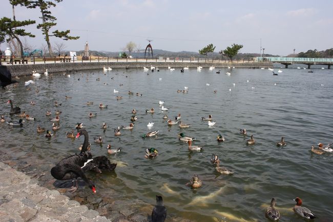 山口県宇部市のときわ公園には、白鳥やペリカンが沢山住んでいるときわ湖が有り、湖の周りは遊歩道が整備されています。<br /><br />市内には、２００点以上の彫刻が飾られていますが、この内の約１２０点が、ときわ公園内に展示されています。<br /><br />私達よれよれ夫婦は、時々、芸術鑑賞も兼ね老化防止の為、ウォーキング（人は徘徊と言う）をしています。<br />今回は、その際撮った写真を紹介します。<br /><br />　　芸術が分かるかって・・・？　「おだまり！」<br /><br /><br /><br />