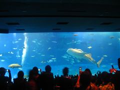 久しぶりの沖縄　美ら海水族館＆名護市内編