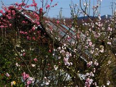 春　う　ら　ら　　～花を求めてご近所散歩～