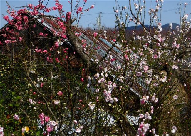 　最近、花の写真を撮る練習をしています。<br />もうすぐ、オランダ・ベルギー旅行が待ち構えているので。<br />少しでもきれいにチューリップの花を撮りたい一身。<br />そんなわけで、いつものウォーキングコースに撮影の練習も兼ねて出かけた写真をアップしてみました♪