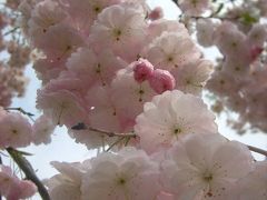 東北に桜の追っかけ?日本国家苑